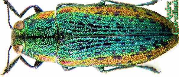 http://www.gorodinski.ru/buprestidae/Lampra tschitscherini.jpg